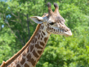 Closeup Of Giraffe's Neck And Head